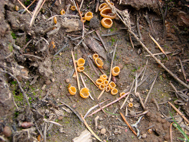 Geopyxis vulcanalis